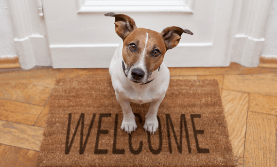 Dog belonging to a long term tenant sitting on a mat outside a rental property.