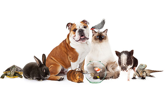 A range of tenants pets featuring dogs and cats.
