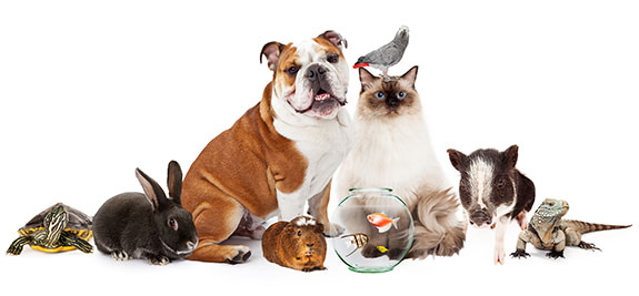 Is renting to pet owners a bonus or a bone of contention?